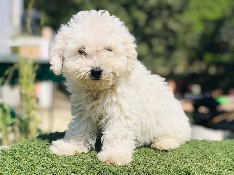 Bichon Frise